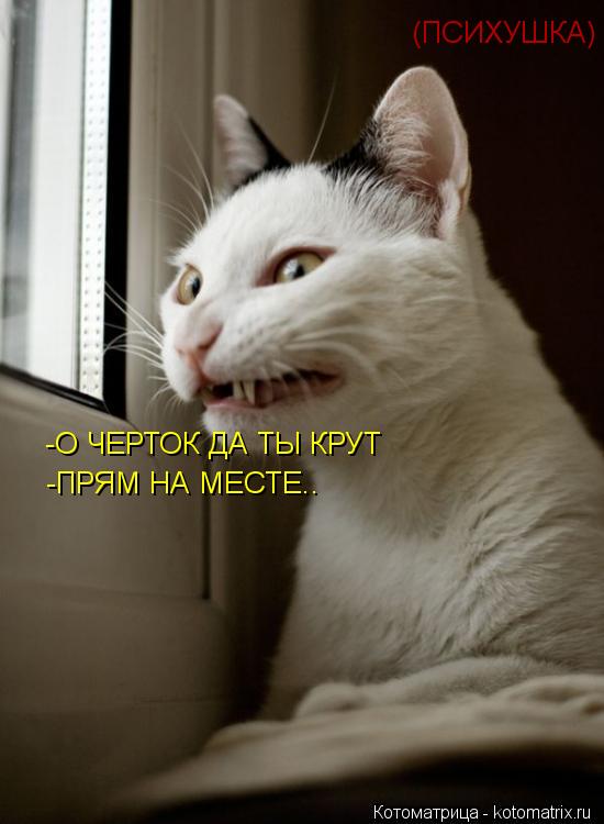 (ПСИХУШКА) -О ЧЕРТОК ДА ТЫ КРУТ -ПРЯМ НА МЕСТЕ..... Котоматрица: (ПСИХУШКА) -О ЧЕРТОК ДА ТЫ КРУТ -ПРЯМ НА МЕСТЕ..