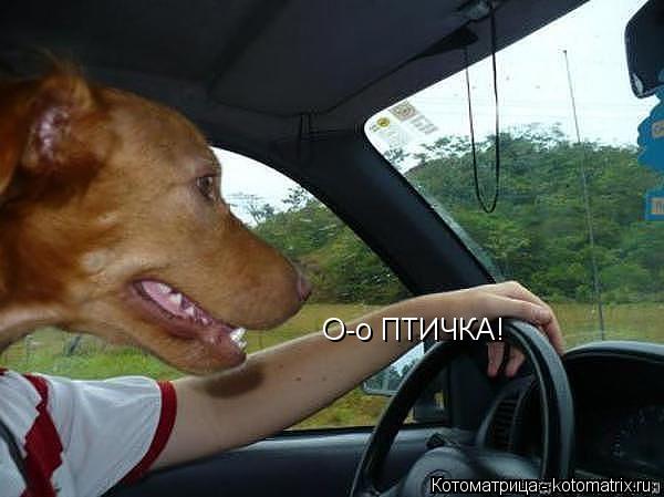 О-о ПТИЧКА!... Котоматрица: О-о ПТИЧКА!