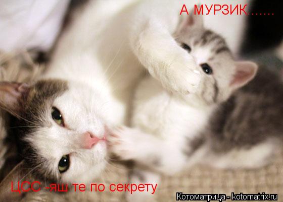 А МУРЗИК....... ЦСС -яш те по секрету... Котоматрица: А МУРЗИК....... ЦСС -яш те по секрету