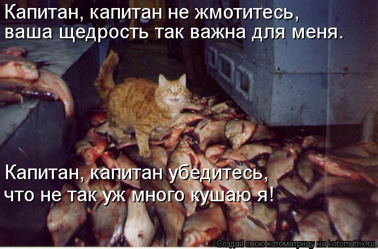 Котоматрица: Капитан, капитан не жмотитесь,  ваша щедрость так важна для меня.  Капитан, капитан убедитесь,  что не так уж много кушаю я!