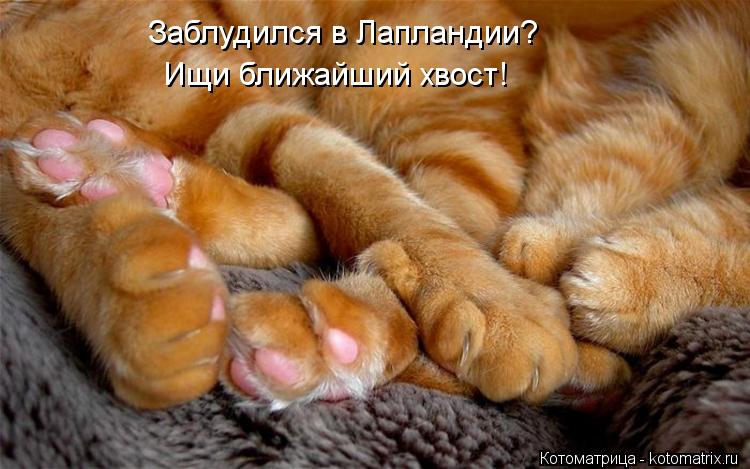 Заблудился в Лапландии? Ищи ближайший хвост!... Котоматрица: Заблудился в Лапландии? Ищи ближайший хвост!