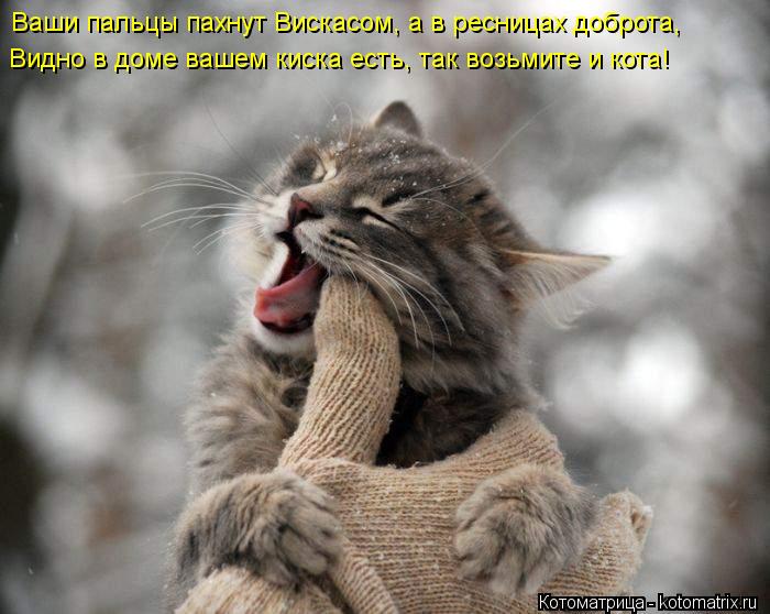 Котоматрица: Ваши пальцы пахнут Вискасом, а в ресницах доброта,  Видно в доме вашем киска есть, так возьмите и кота!