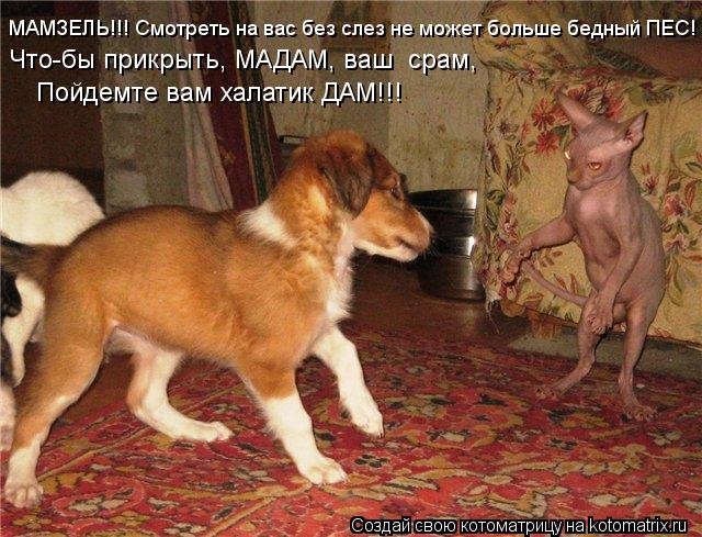 МАМЗЕЛЬ!!! Смотреть на вас без слез не может больше бедный ПЕС! Что-бы прикрыть, МАДАМ, ваш срам, П... Котоматрица: МАМЗЕЛЬ!!! Смотреть на вас без слез не может больше бедный ПЕС! Что-бы прикрыть, МАДАМ, ваш срам, Пойдемте вам халатик ДАМ!!!