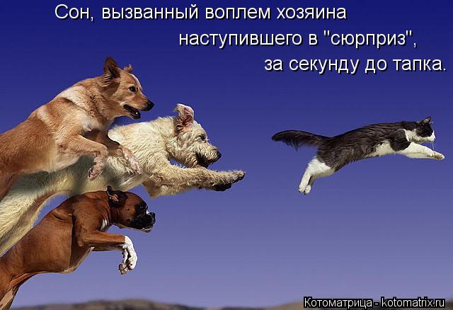 Сон, вызванный воплем хозяина за секунду до тапка. наступившего в "сюрприз",... Котоматрица: Сон, вызванный воплем хозяина за секунду до тапка. наступившего в "сюрприз",