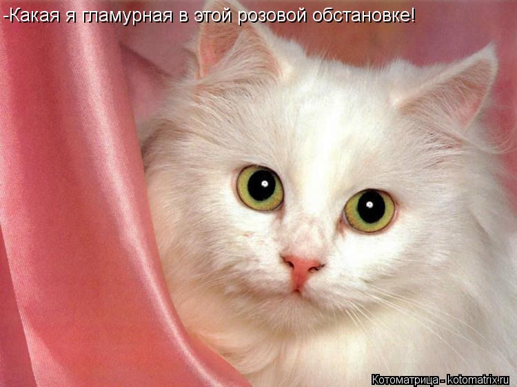 -Какая я гламурная в этой розовой обстановке!... Котоматрица: -Какая я гламурная в этой розовой обстановке!