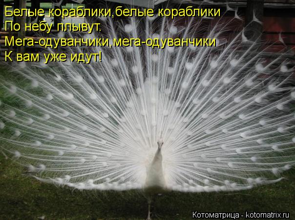 Белые кораблики,белые кораблики По небу плывут. Мега-одуванчики,мега-одуванчики К вам уже идут!... Котоматрица: Белые кораблики,белые кораблики По небу плывут. Мега-одуванчики,мега-одуванчики К вам уже идут!