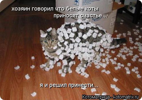 Котоматрица: хозяин говорил что белые коты приносят счастье... я и решил принести...