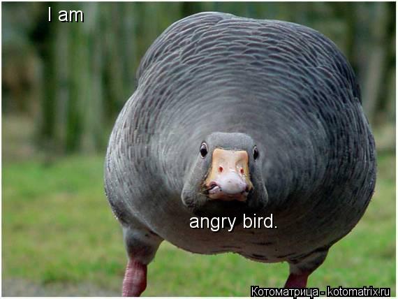 I am angry bird.... Котоматрица: I am angry bird.