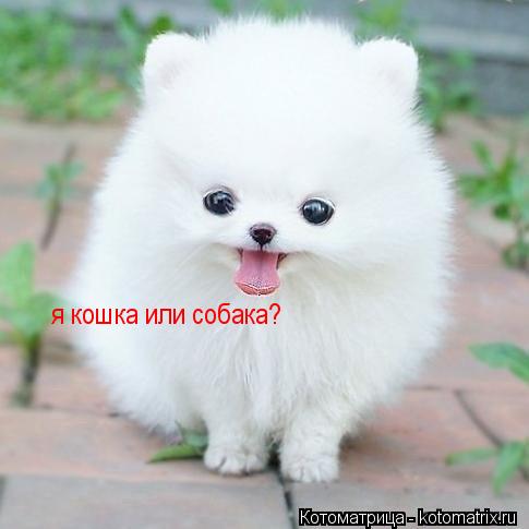 я кошка или собака?... Котоматрица: я кошка или собака?