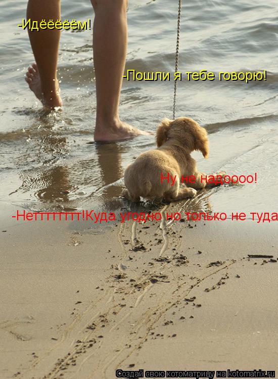 Котоматрица: -Идёёёёём! -Нетттттттт!Куда угодно но только не туда! -Пошли я тебе говорю! Ну не надоооо!
