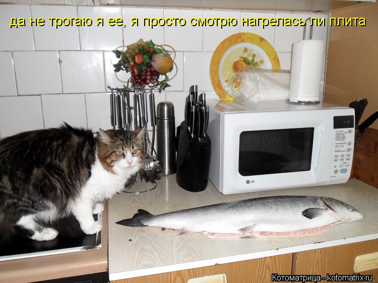 да не трогаю я ее, я просто смотрю нагрелась ли плита... Котоматрица: да не трогаю я ее, я просто смотрю нагрелась ли плита