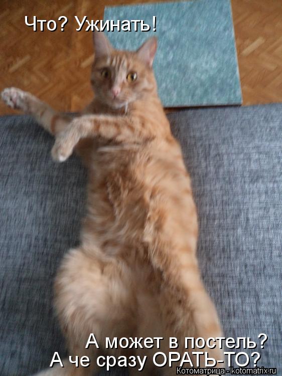 Что? Ужинать! А может в постель? А че сразу ОРАТЬ-ТО?... Котоматрица: Что? Ужинать! А может в постель? А че сразу ОРАТЬ-ТО?