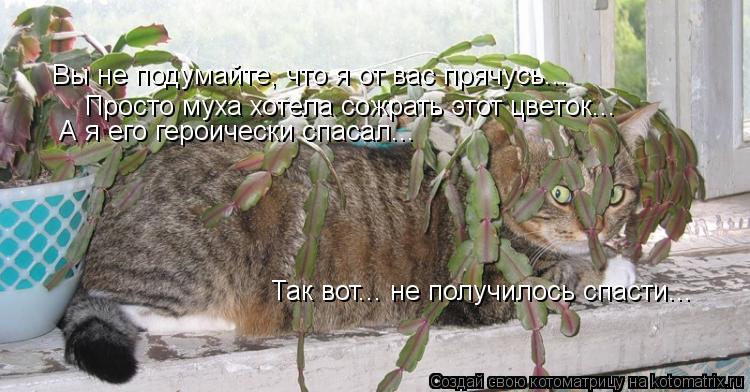 Вы не подумайте, что я от вас прячусь... Просто муха хотела сожрать этот цветок... А я его героически... Котоматрица: Вы не подумайте, что я от вас прячусь... Просто муха хотела сожрать этот цветок... А я его героически спасал... Так вот... не получилось спасти...