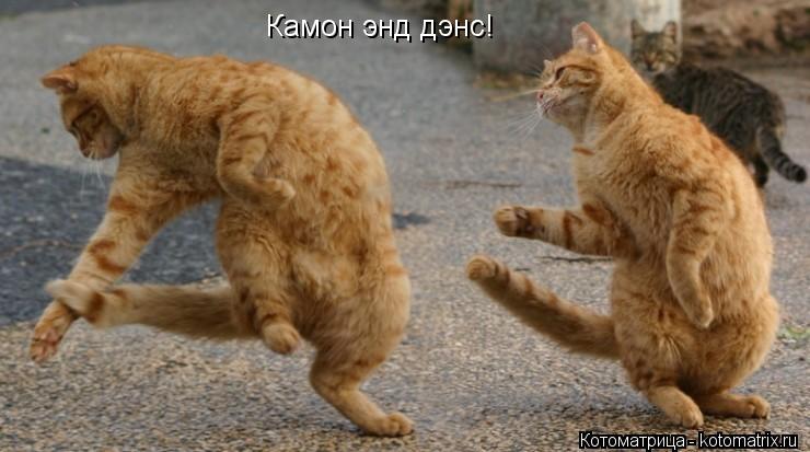 Котоматрица: Камон энд дэнс!