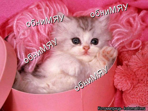 Котоматрица: обниМЯУ обниМЯУ обниМЯУ обниМЯУ