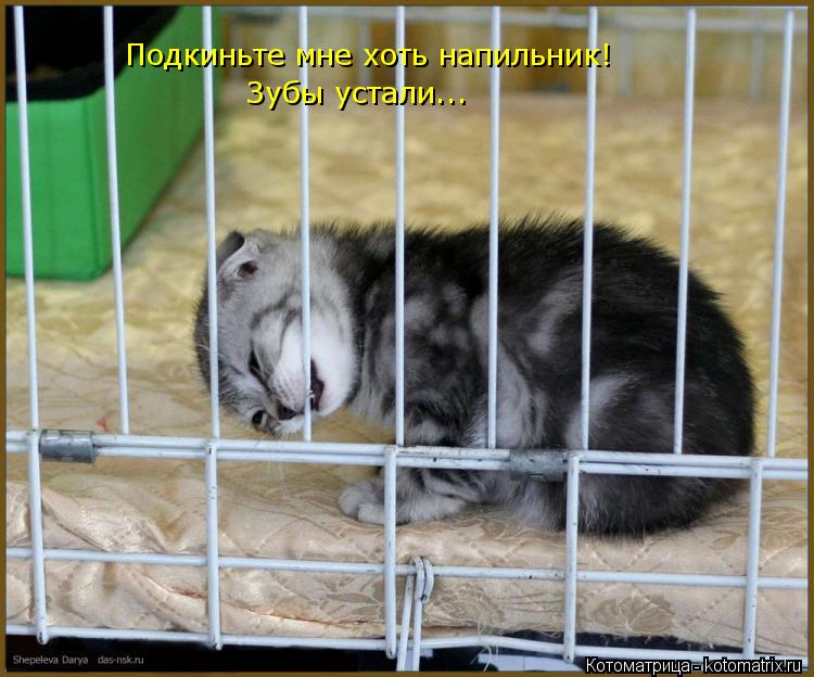 Подкиньте мне хоть напильник! Зубы устали...... Котоматрица: Подкиньте мне хоть напильник! Зубы устали...