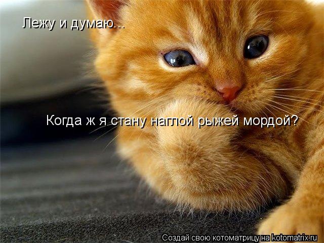 Котоматрица: Лежу и думаю... Когда ж я стану наглой рыжей мордой?