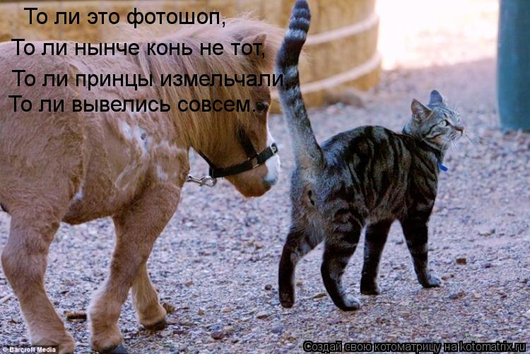 То ли нынче конь не тот, То ли это фотошоп, То ли принцы измельчали, То ли вывелись совсем.... Котоматрица: То ли нынче конь не тот, То ли это фотошоп, То ли принцы измельчали, То ли вывелись совсем.
