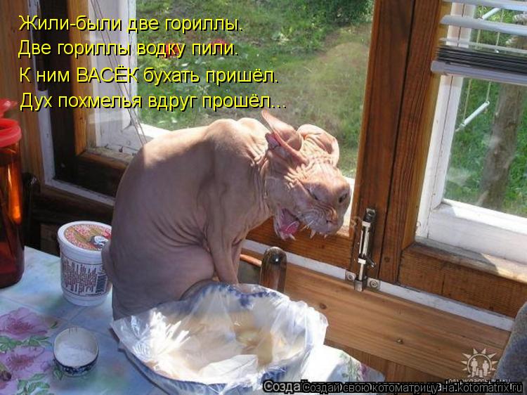 Жили-были две гориллы. Две гориллы водку пили. К ним ВАСЁК бухать пришёл. Дух похмелья вдруг прошёл..... Котоматрица: Жили-были две гориллы. Две гориллы водку пили. К ним ВАСЁК бухать пришёл. Дух похмелья вдруг прошёл...