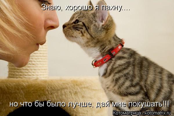 Знаю, хорошо я пахну.... но что бы было лучше, дай мне покушать!!!... Котоматрица: Знаю, хорошо я пахну.... но что бы было лучше, дай мне покушать!!!