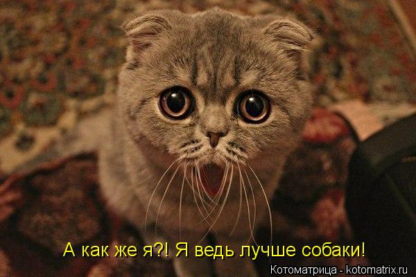 А как же я?! Я ведь лучше собаки!... Котоматрица: А как же я?! Я ведь лучше собаки!