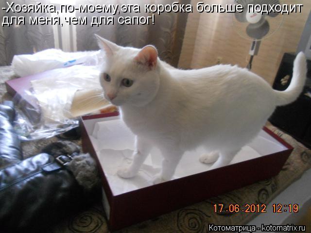 Котоматрица: -Хозяйка,по-моему,эта коробка больше подходит для меня,чем для сапог!