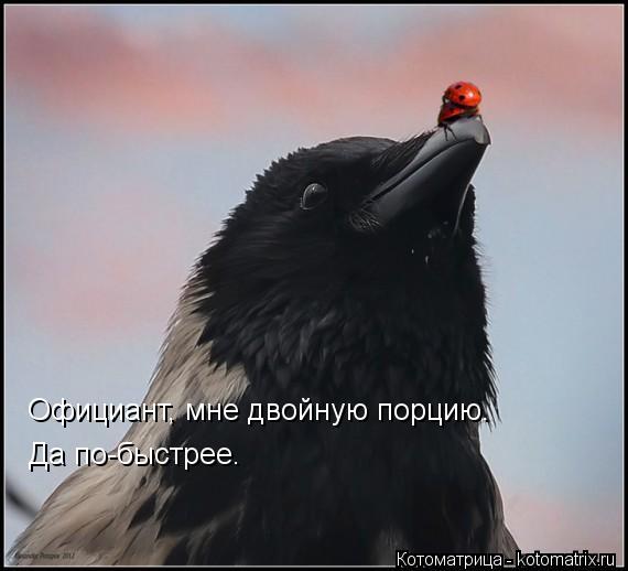 Официант, мне двойную порцию. Да по-быстрее.... Котоматрица: Официант, мне двойную порцию. Да по-быстрее.