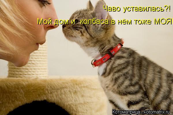 Котоматрица: Чаво уставилась?! Мой дом и  колбаса в нём тоже МОЯ!