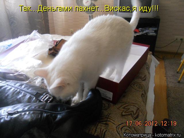 Так...Деньгами пахнет...Вискас,я иду!!!... Котоматрица: Так...Деньгами пахнет...Вискас,я иду!!!