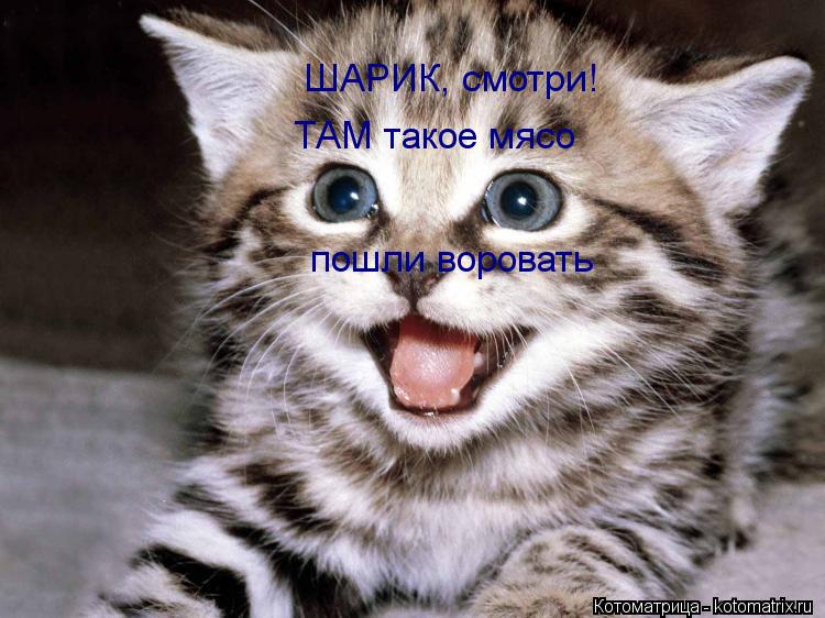 Котоматрица: ШАРИК, смотри! ТАМ такое мясо пошли воровать