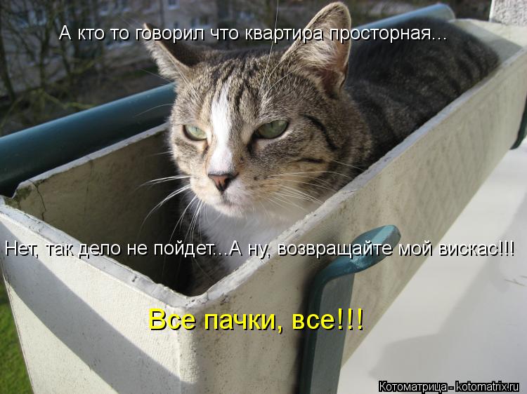 А кто то говорил что квартира просторная... Нет, так дело не пойдет...А ну, возвращайте мой вискас!!!... Котоматрица: А кто то говорил что квартира просторная... Нет, так дело не пойдет...А ну, возвращайте мой вискас!!! Все пачки, все!!!