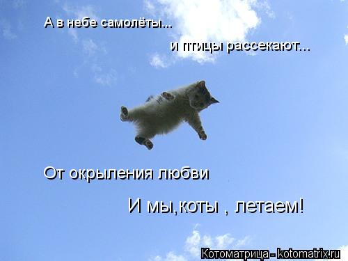 А в небе самолёты... и птицы рассекают... От окрыления любви И мы,коты , летаем!... Котоматрица: А в небе самолёты... и птицы рассекают... От окрыления любви И мы,коты , летаем!