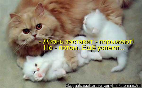- Жизнь заставит - порыжеют! Но - потом. Ещё успеют...... Котоматрица: - Жизнь заставит - порыжеют! Но - потом. Ещё успеют...
