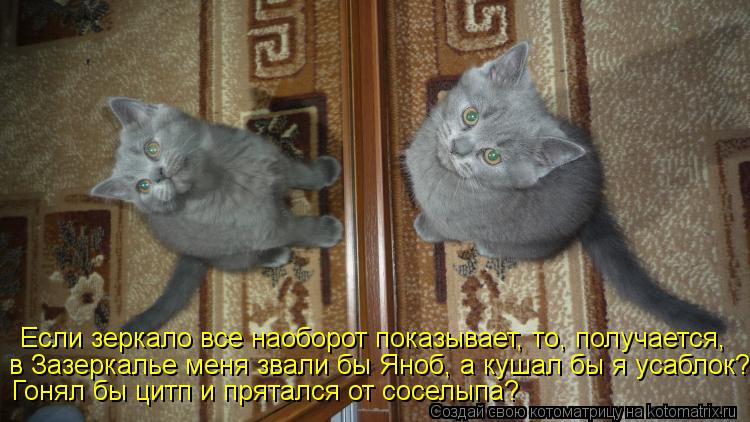 Котоматрица: Если зеркало все наоборот показывает, то, получается, в Зазеркалье меня звали бы Яноб, а кушал бы я усаблок? Гонял бы цитп и прятался от сосел