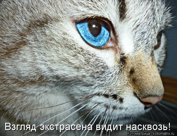 Котоматрица: Взгляд экстрасена видит насквозь!