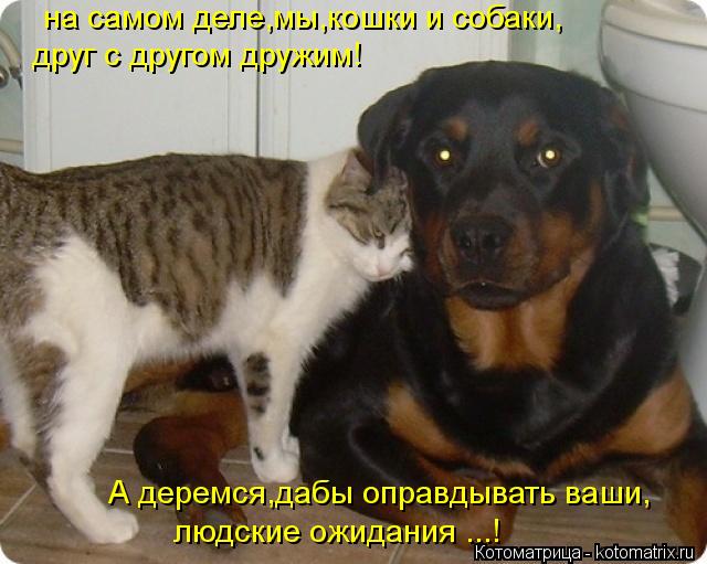на самом деле,мы,кошки и собаки, друг с другом дружим! А деремся,дабы оправдывать ваши, людские ожида... Котоматрица: на самом деле,мы,кошки и собаки, друг с другом дружим! А деремся,дабы оправдывать ваши, людские ожидания ...!