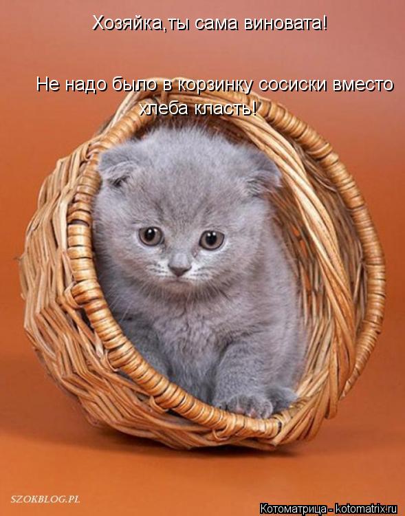 Хозяйка,ты сама виновата! Не надо было в корзинку сосиски вместо хлеба класть!... Котоматрица: Хозяйка,ты сама виновата! Не надо было в корзинку сосиски вместо хлеба класть!