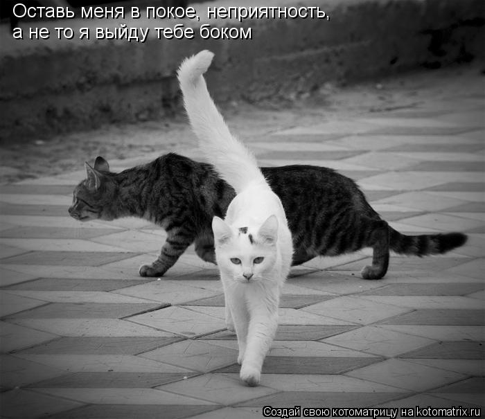 Котоматрица: Оставь меня в покое, неприятность, а не то я выйду тебе боком