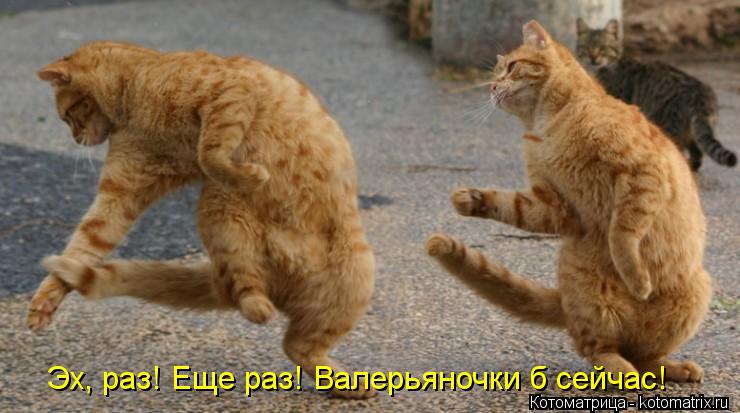 Котоматрица: Эх, раз! Еще раз! Валерьяночки б сейчас!
