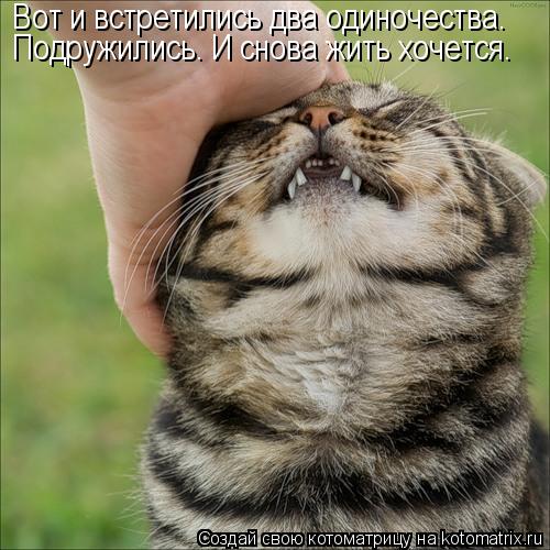 Вот и встретились два одиночества. Подружились. И снова жить хочется.... Котоматрица: Вот и встретились два одиночества. Подружились. И снова жить хочется.