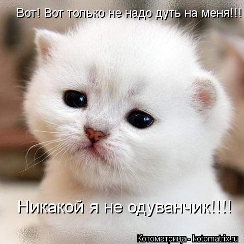 Вот! Вот только не надо дуть на меня!!! Никакой я не одуванчик!!!!... Котоматрица: Вот! Вот только не надо дуть на меня!!! Никакой я не одуванчик!!!!