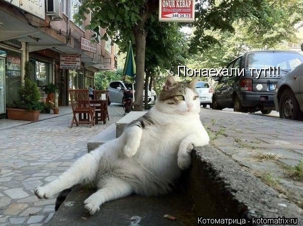 Котоматрица: Понаехали тут!!!