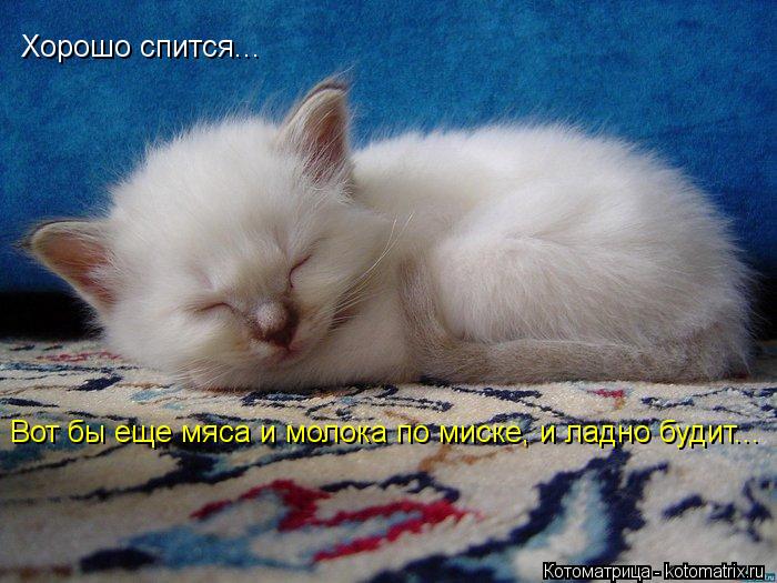 Хорошо спится... Вот бы еще мяса и молока по миске, и ладно будит...... Котоматрица: Хорошо спится... Вот бы еще мяса и молока по миске, и ладно будит...