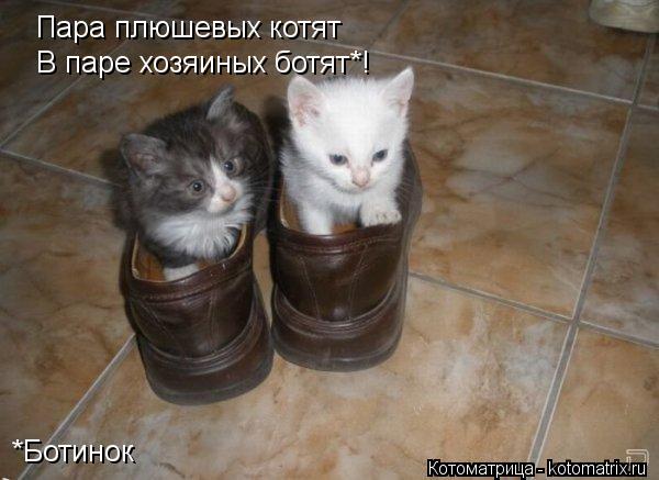 Котоматрица: Пара плюшевых котят В паре хозяиных ботят*! *Ботинок