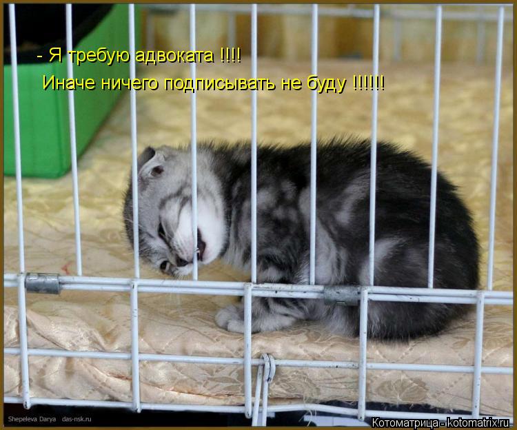 Котоматрица: - Я требую адвоката !!!! Иначе ничего подписывать не буду !!!!!!
