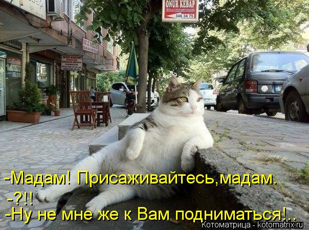 -Мадам! Присаживайтесь,мадам. -?!! -Ну не мне же к Вам подниматься!..... Котоматрица: -Мадам! Присаживайтесь,мадам. -?!! -Ну не мне же к Вам подниматься!..
