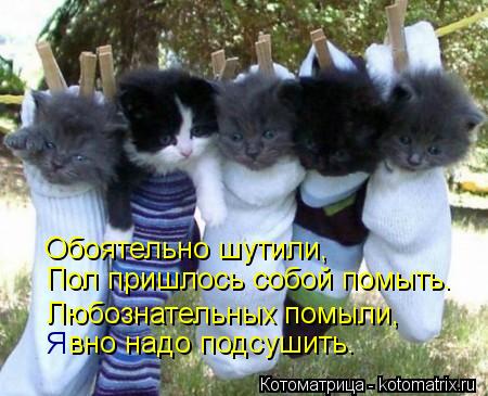 Котоматрица: Обоятельно шутили, Пол пришлось собой помыть. Любознательных помыли, Я вно надо подсушить.