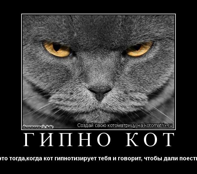 Котоматрица: ГИПНО КОТ это тогда,когда кот гипнотизирует тебя и говорит, чтобы дали поесть