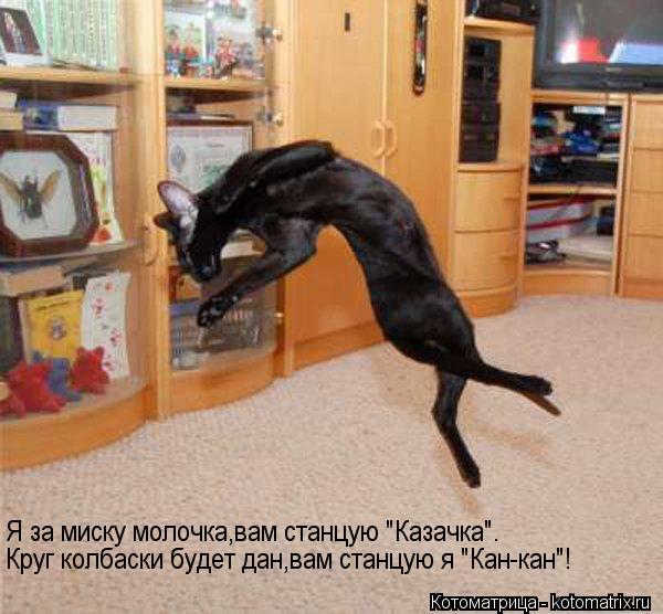 Котоматрица: Я за миску молочка,вам станцую "Казачка". Круг колбаски будет дан,вам станцую я "Кан-кан"!