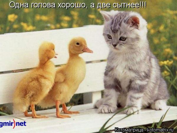 Котоматрица: Одна голова хорошо, а две сытнее!!!